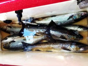 vivier-bateau-saumon-peche-mouche-riviere-lac-saint-jean grosse pêche ouananiche record vivier du bateau plein de poisson , technique de pêche rapala poisson nageur et downrigger au printemps pour la ouananiche sortie des rivières à la pêche