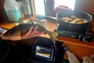 cabane-a-peche-location-saguenay-la-pourvoirie-guide forfait de pêche tout inclus au doré et au brochet pour la pêche blanche sur glace au saguenay lac st jean avec guide et transport en motoneige Doré jaune capturé dans la cabane à pêche a l'aide du sonar garmin panoptix livescope location de cabane avec et sans guide comme une pourvoirie